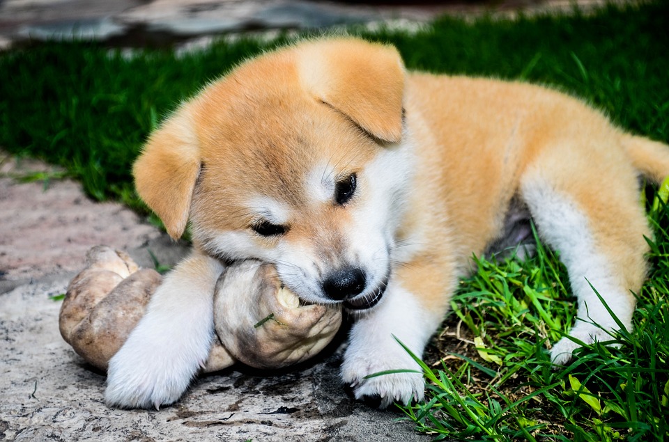 Proč je i u plemene Akita inu cena štěněte s PP vyšší než bez PP?